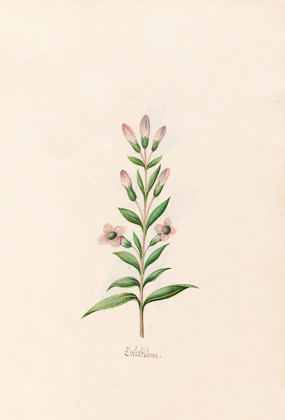 Creüzblüme 1692