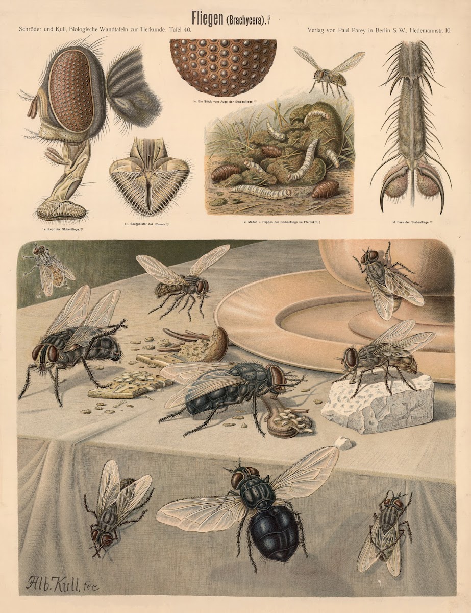 Flies Brachycera