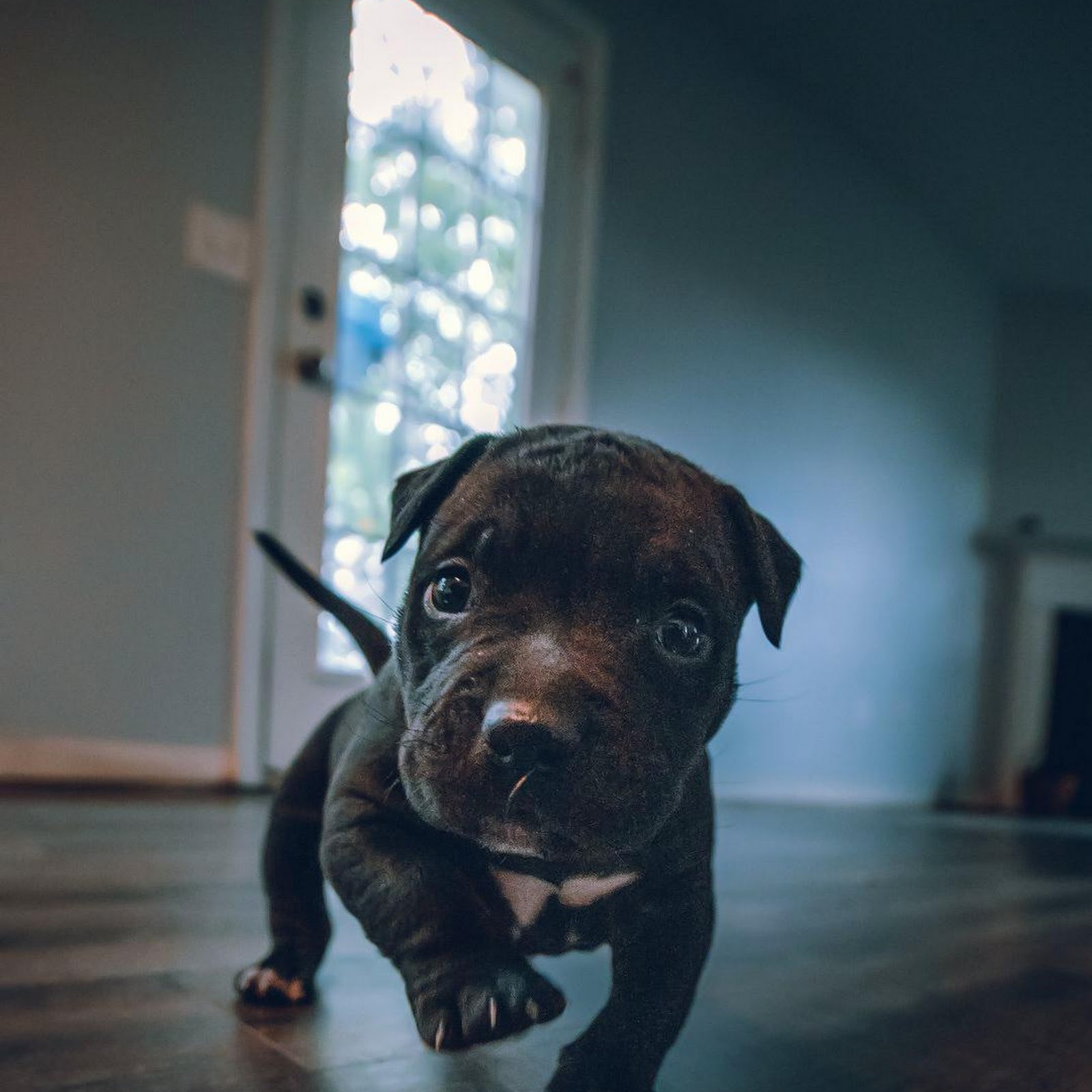 Download Cute Dark Puppy Indoors Full HD iPhone