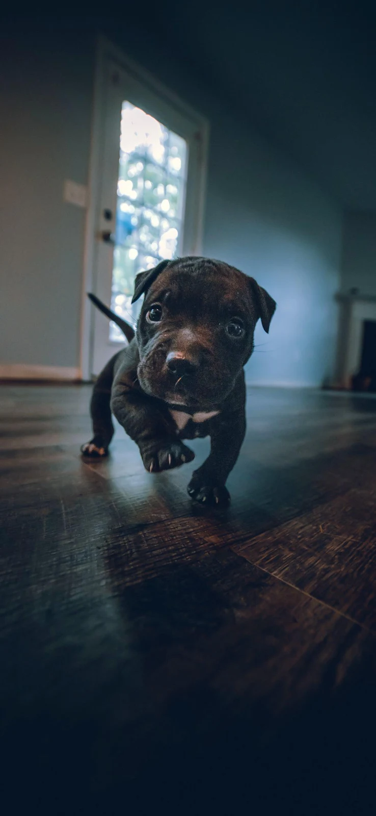 Cute Dark Puppy Indoors - Dramatic Pet Photography Full HD iPhone Wallpaper (1080x2340)