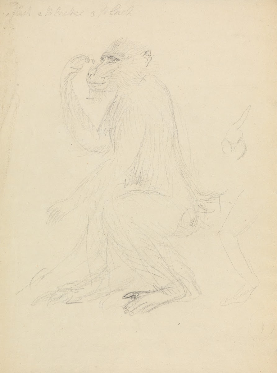 A Baboon