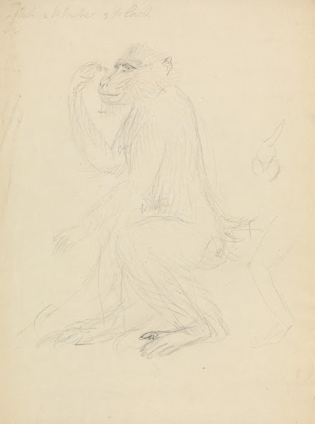 A Baboon