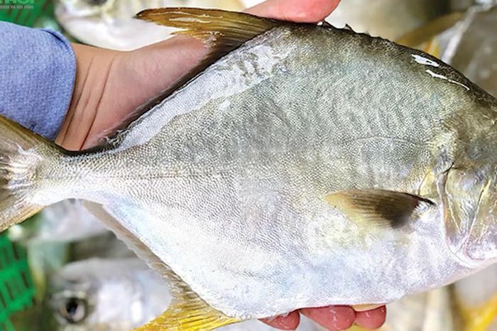 Loại cá bình dân, giá rẻ, bán đầy chợ Việt bổ ngang tổ yến - Chuyên trang Gia Đình &amp; Xã Hội - Báo Sức khỏe &amp; Đời sống