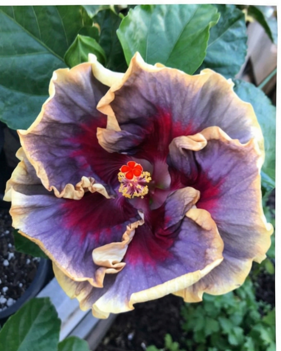 Hibiscus Chris Luk — view 3