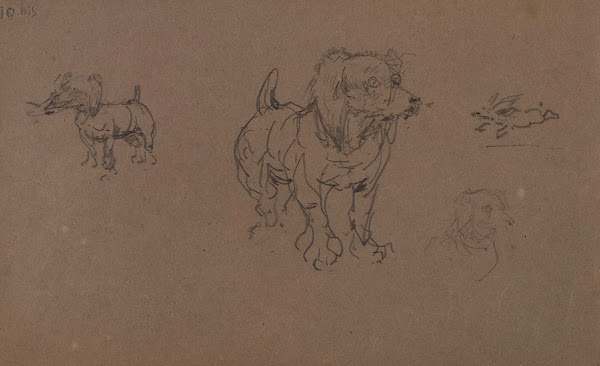 Études de chiens