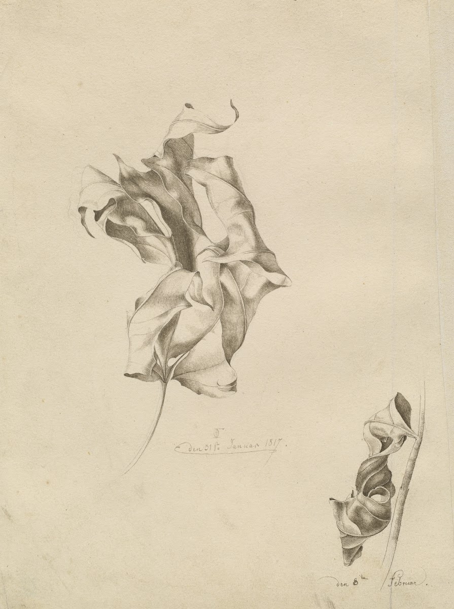 Shriveled Leaves 1817