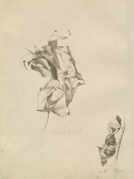 Shriveled Leaves 1817