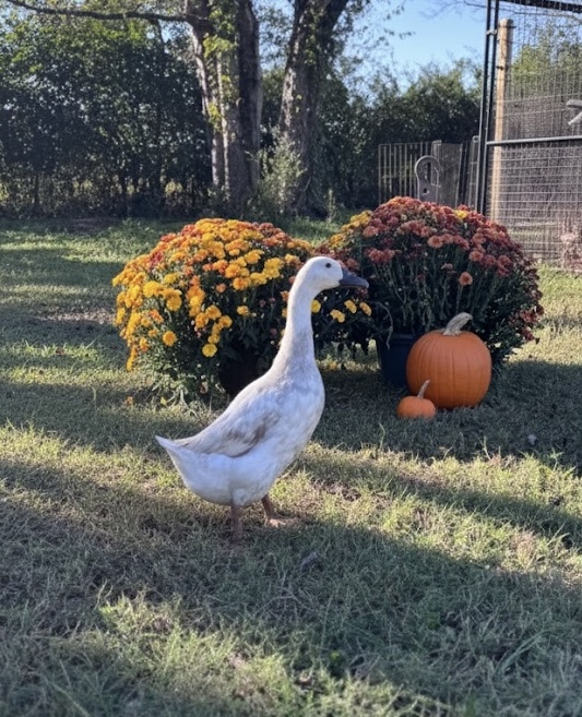 Silver Runner Duckling