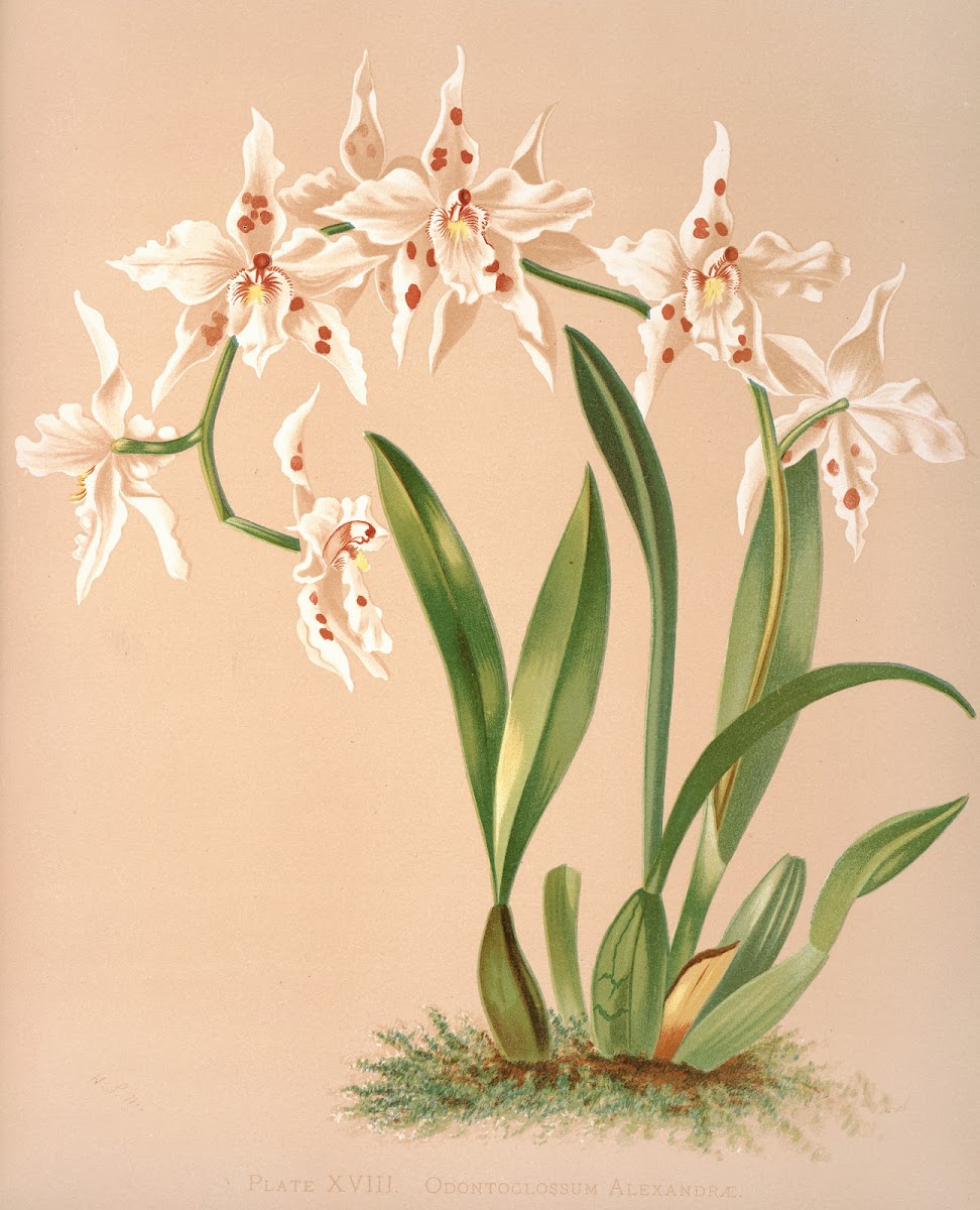 Odontoglossum Alexandrae 1885