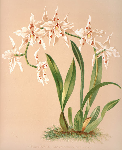 Odontoglossum Alexandrae 1885