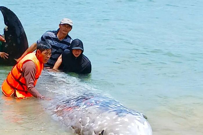 Giải cứu bất thành cá 'khủng' dạt vào bờ biển Gia Lai - Báo Sài Gòn Giải Phóng