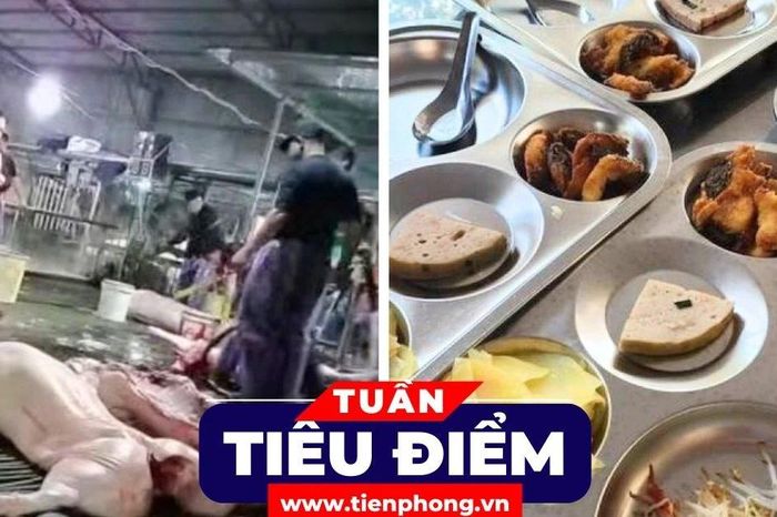 TIÊU ĐIỂM: Ai chịu trách nhiệm để lợn bệnh vào bữa ăn của người tiêu dùng? - Báo Tiền Phong