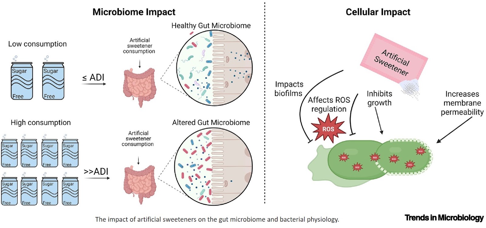 The impact of artificial sweeteners on bacterial physiology and the microbiome