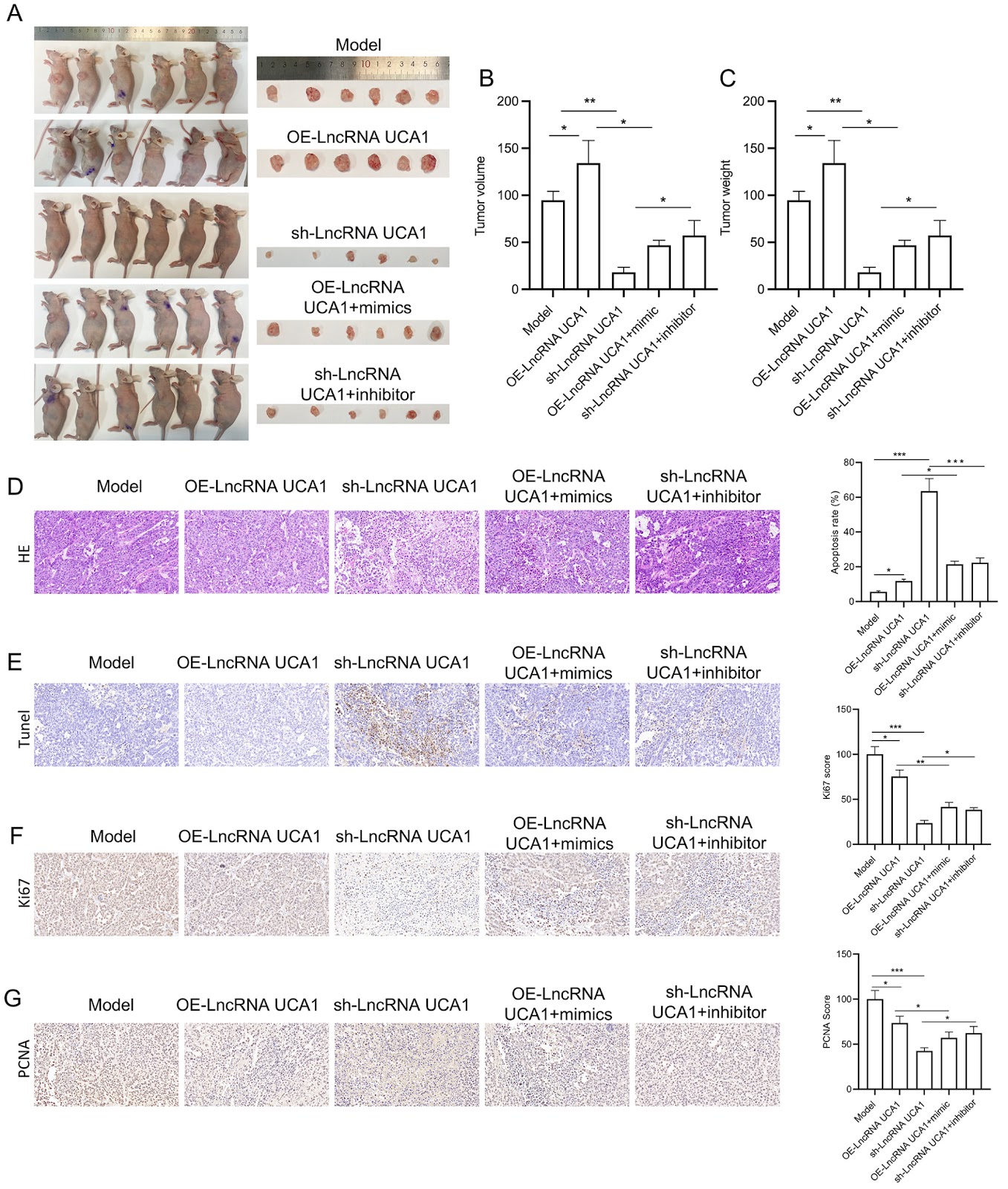Long noncoding RNA UCA1 knockdown inhibits cisplatin-resistant cervical cancer tumorigenesis via the miR-195-5p/IKBKB axis
