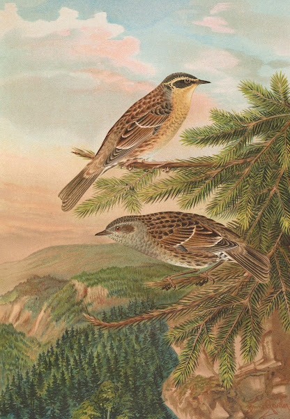 Accentor modularis Accentor montanellus