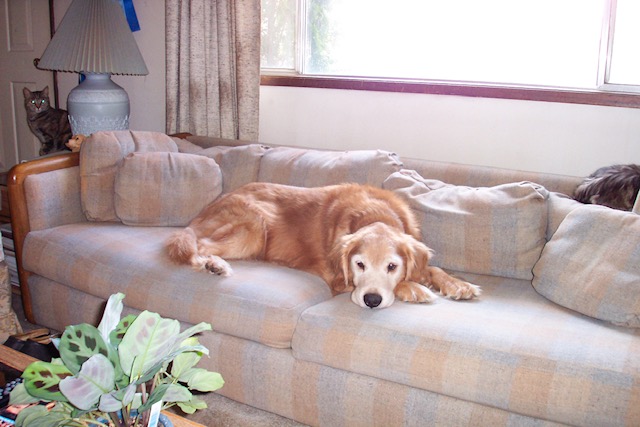 Guisachan_story_Golden_Retriever_domestic.jpg