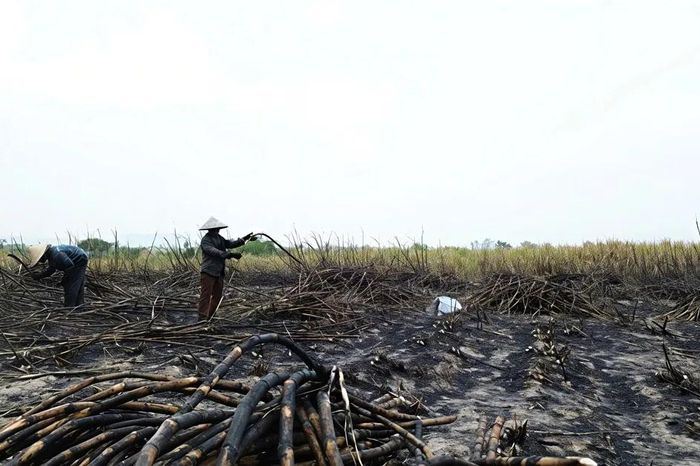 Gia Lai: Thu hoạch mía bị cháy để giảm bớt thiệt hại - Báo Sài Gòn Giải Phóng