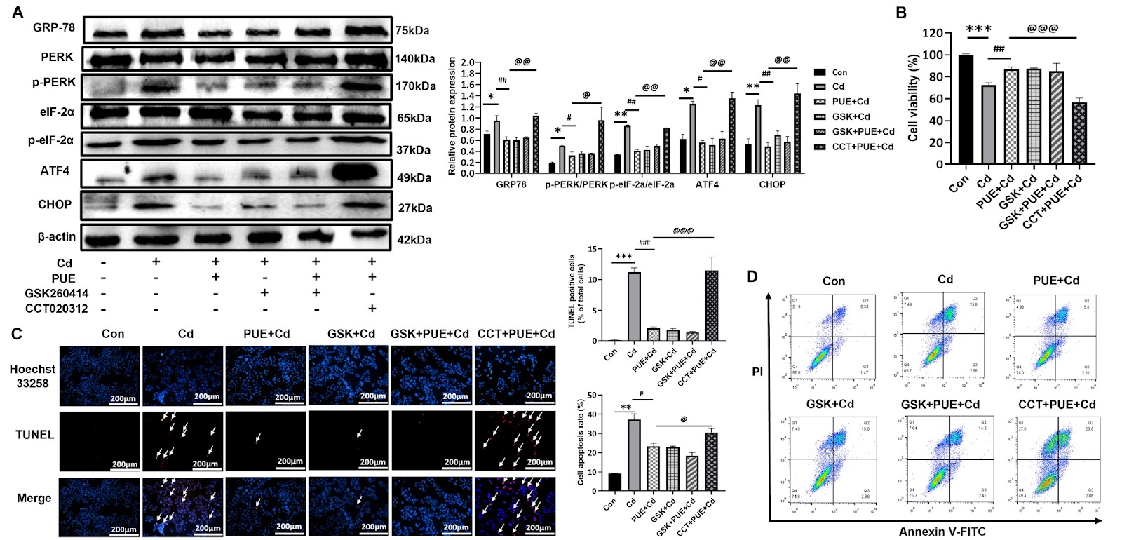 Puerarin prevents cadmium-induced endoplasmic reticulum stress via SIRT1-dependent PERK-CHOP pathway in HepG2 cells