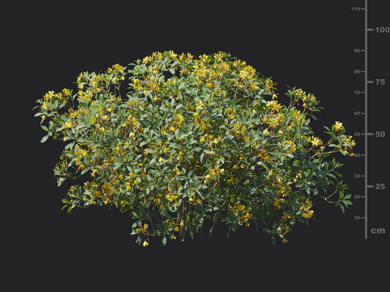 Maxtree - Plant Models Vol.129
