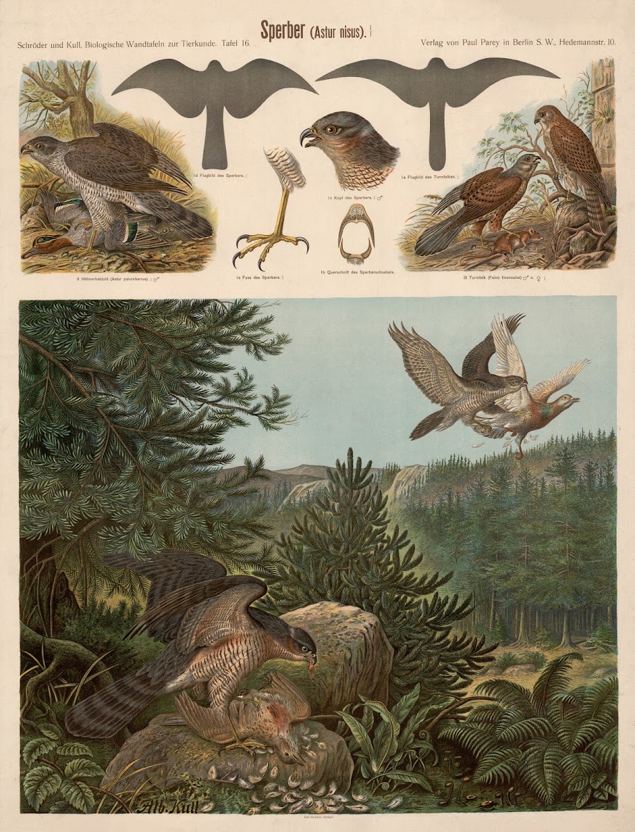 Sparrowhawk Astur nisus