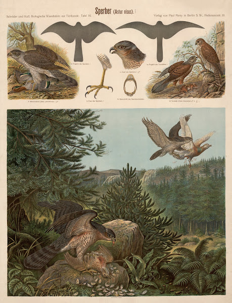 Sparrowhawk Astur nisus