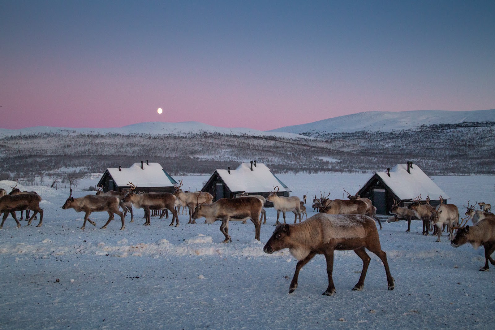 The Reindeer Ranch