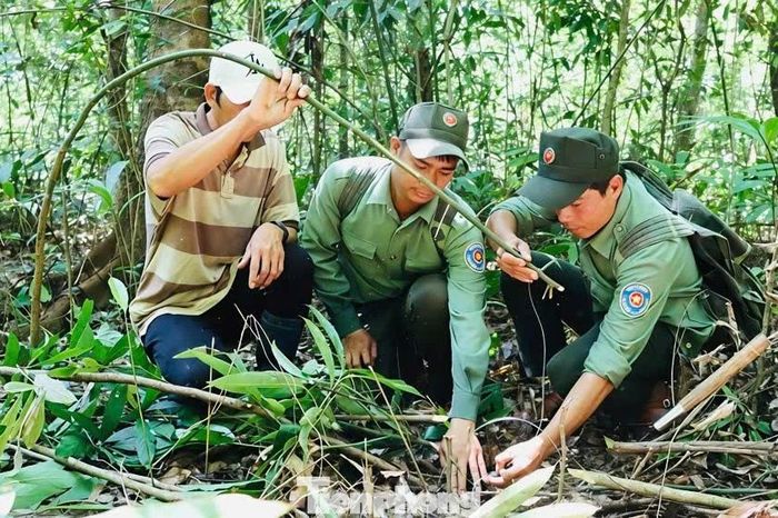Bóc gỡ 'ma trận' bẫy thú trong rừng Chư Mom Ray - Báo Tiền Phong