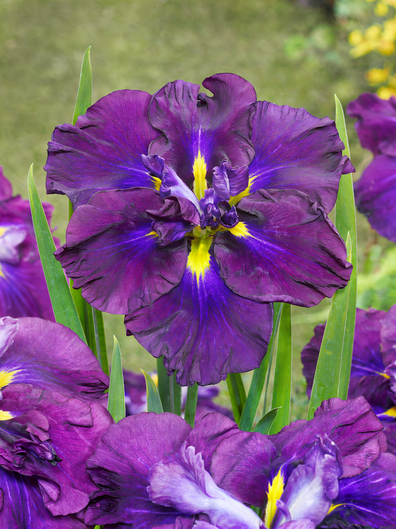 Iris ensata 'Blueberry Pie' fiore blu-viola in primo piano in laghetto
