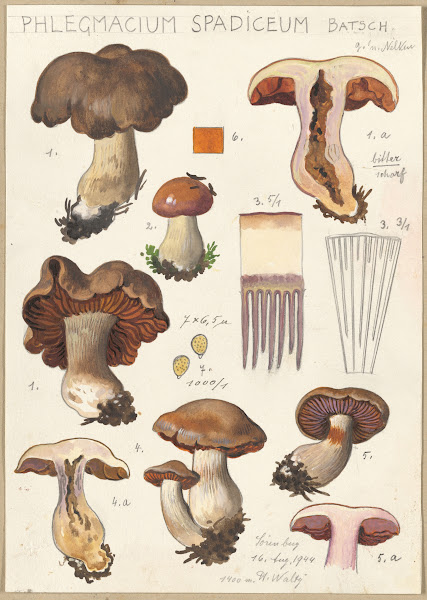 Phlegmacium spadiceum Batsch 1915 1945
