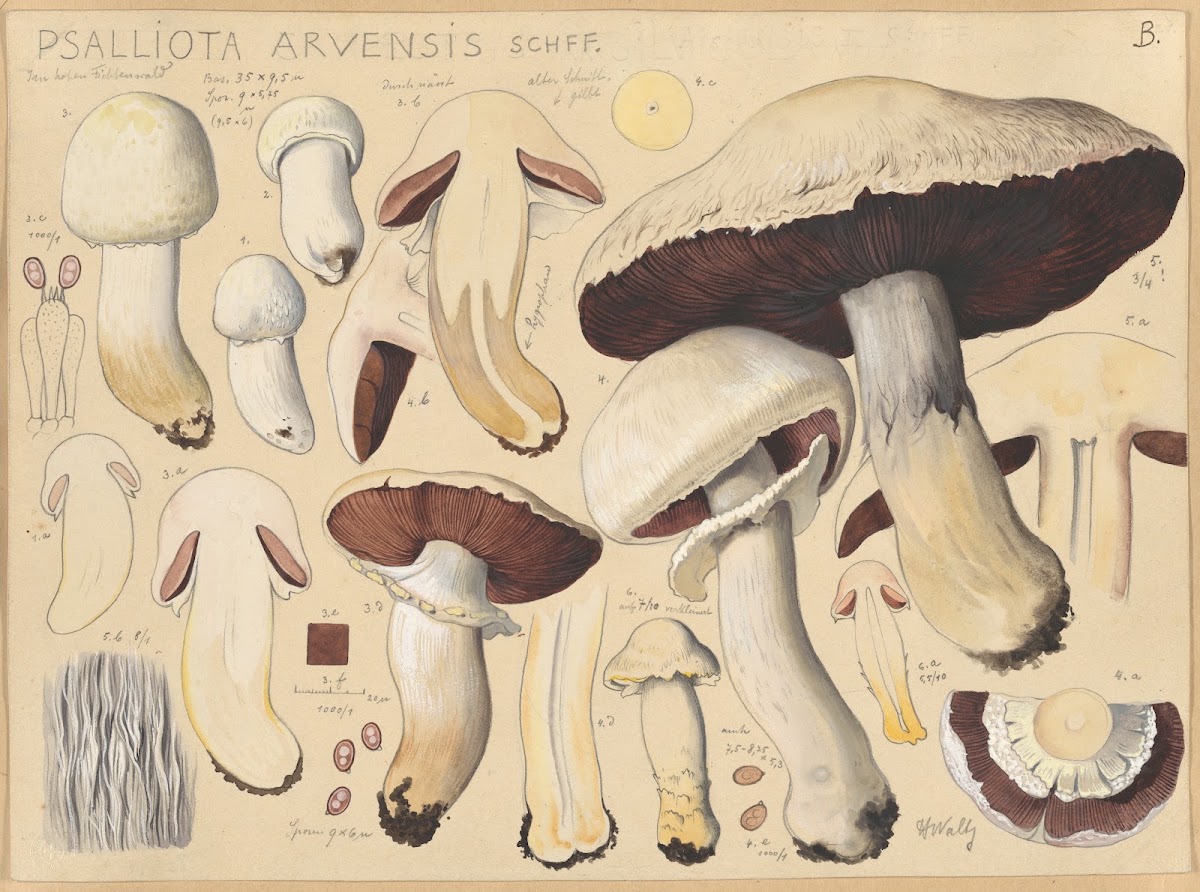 Psalliota arvensis Schff 1915 1945