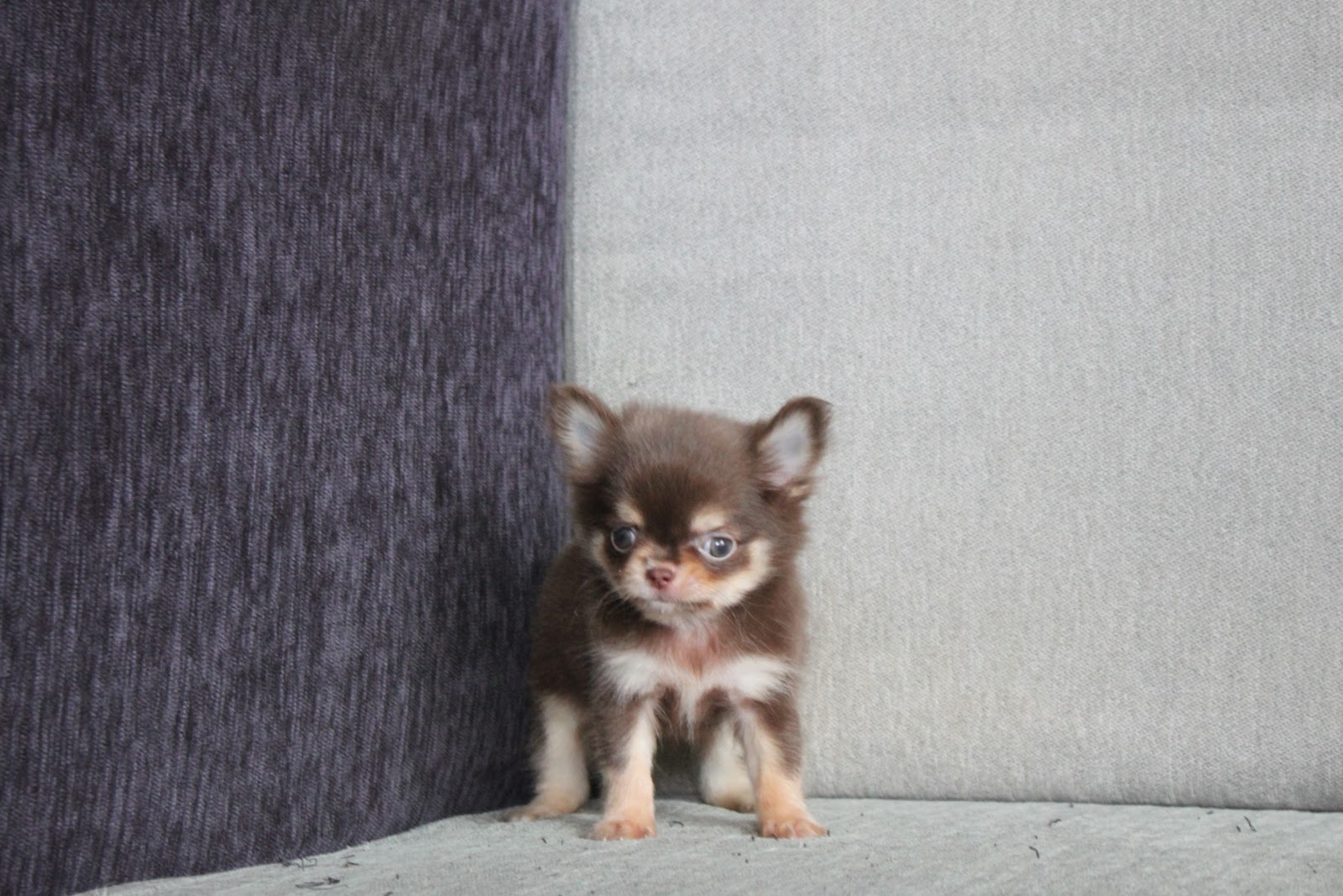 11/8出生 高端優質迷你長毛吉娃娃巧克力奶油四目弟弟