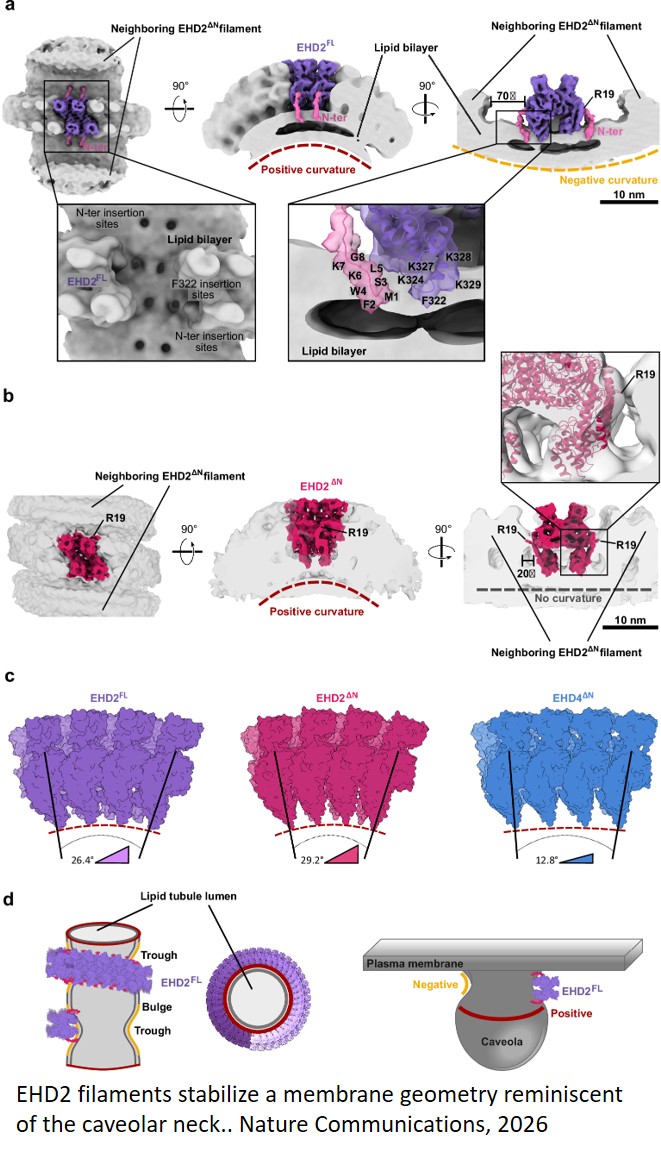 How a protein shapes the cell membrane