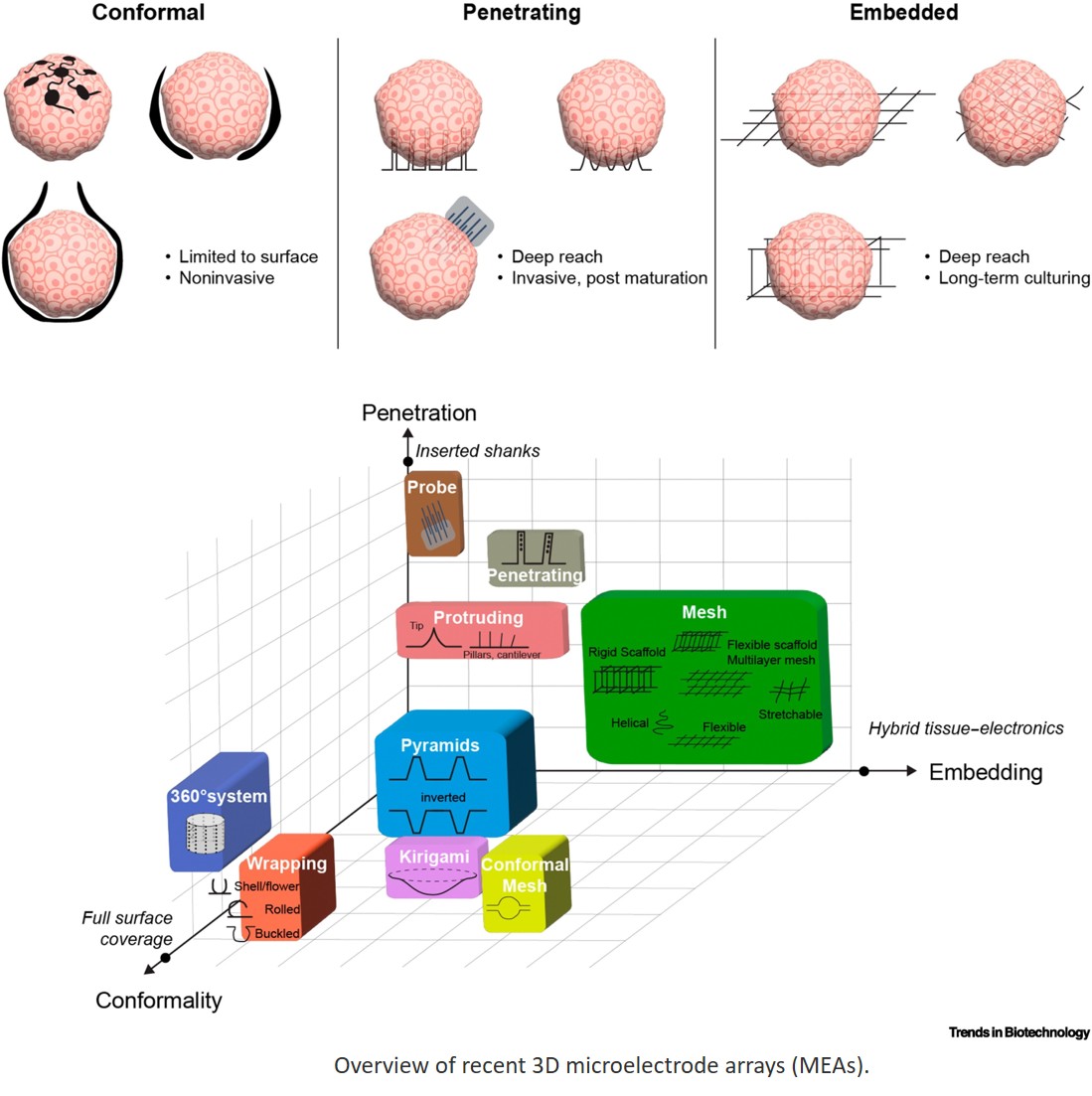 Electrophysiological studies in organoids  using microelectrode array technology