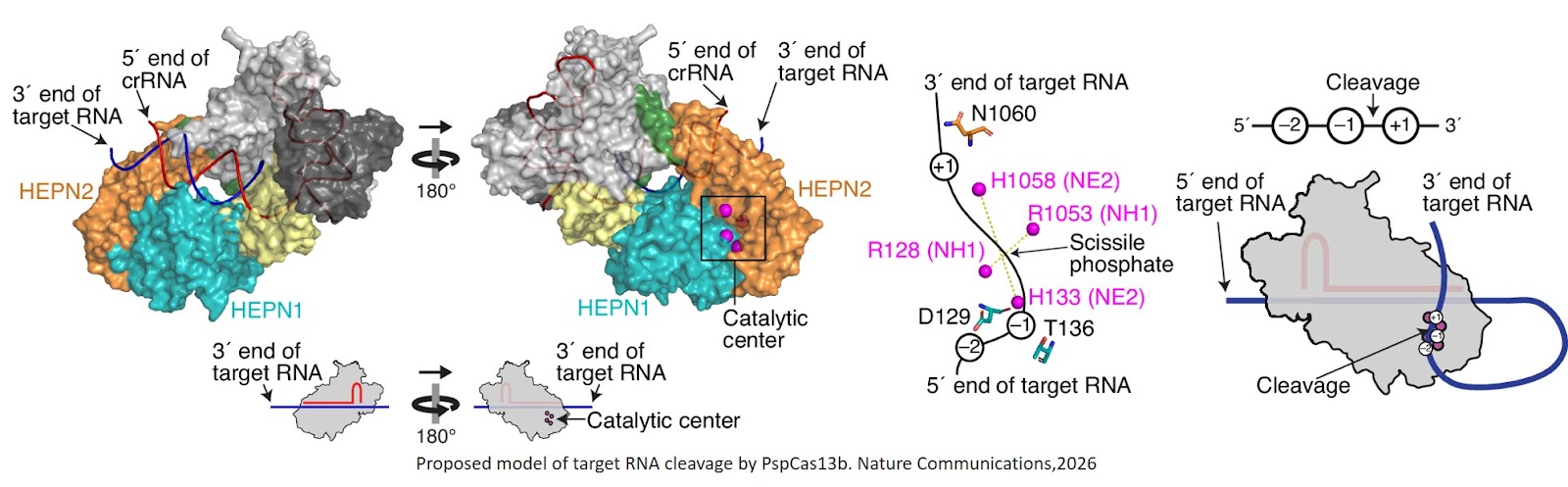 Molecular basis of target RNA cleavage by Cas13
