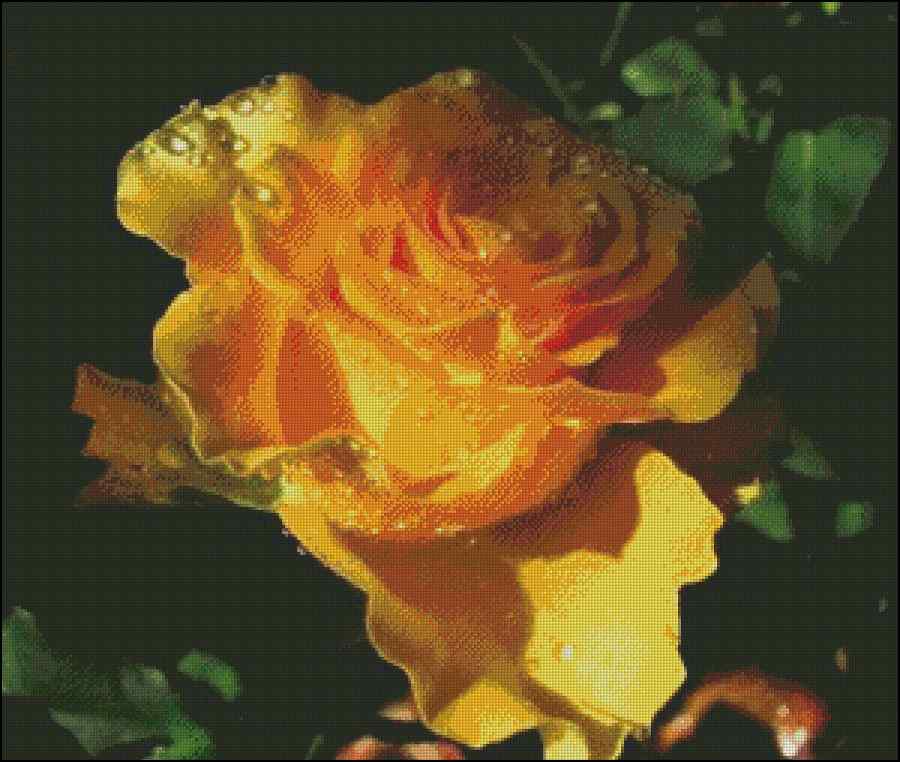 CMP 170515 Dew On A Rose