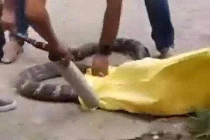 Rắn hổ mang chúa khổng lồ ngóc đầu tấn công khi bị kéo khỏi ngọn cây - Tạp chí Doanh Nghiệp Việt Nam