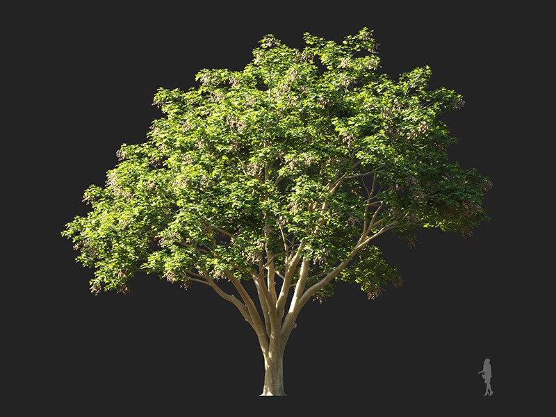 Maxtree - Plant Models Vol.132