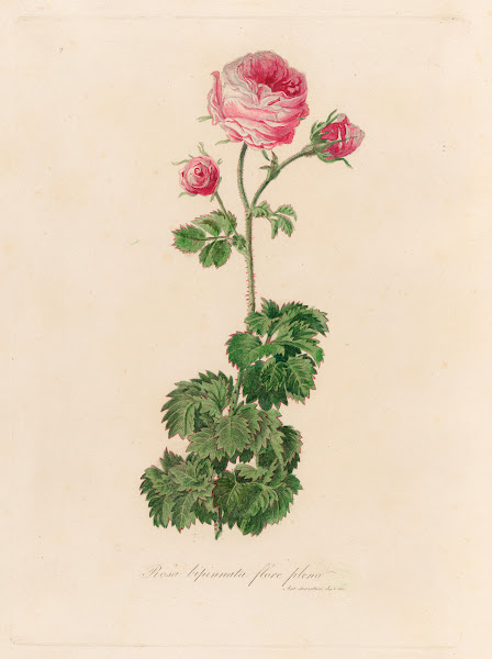 Rosa bipinnata flore pleno 1818 1824