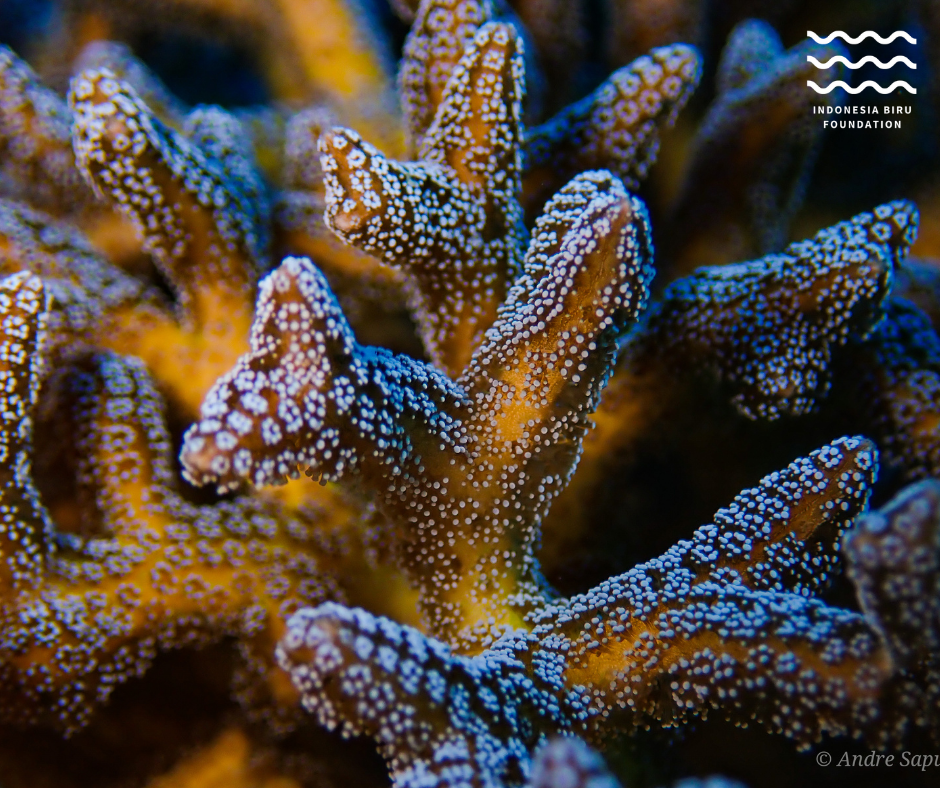 Indonesia Biru Foundation. Top Marine Conservation Organisations in Indonesia, Livingseas Asia, Gili Eco Trust, Indonesia Biru Foundation, Meridian Adventure, climate education, carbon calculator, and blue carbon ecosystem conservation. CarbonEthics Indonesia