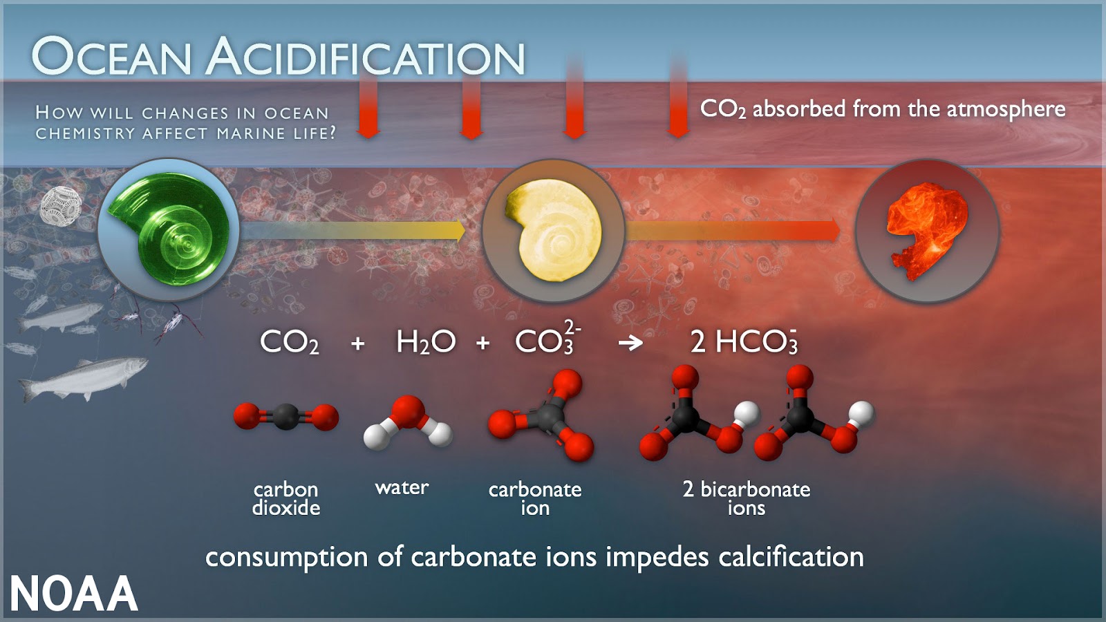 Infographic Illustration  of Ocean Acidification process with icons of chemical bonds