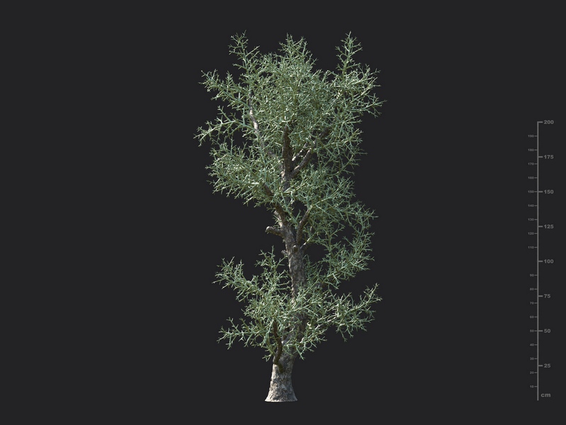 Maxtree - Plant Models Vol.130