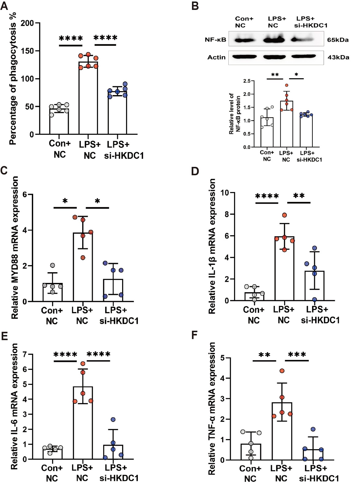 LPS mediates cuproptosis and inflammation in THP-1 macrophages through HKDC1