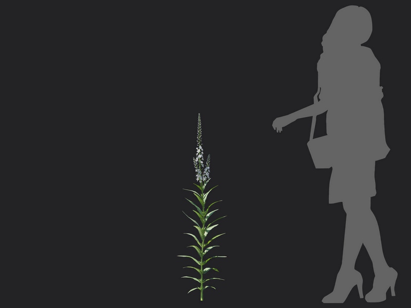 Maxtree - Plant Models Vol.116