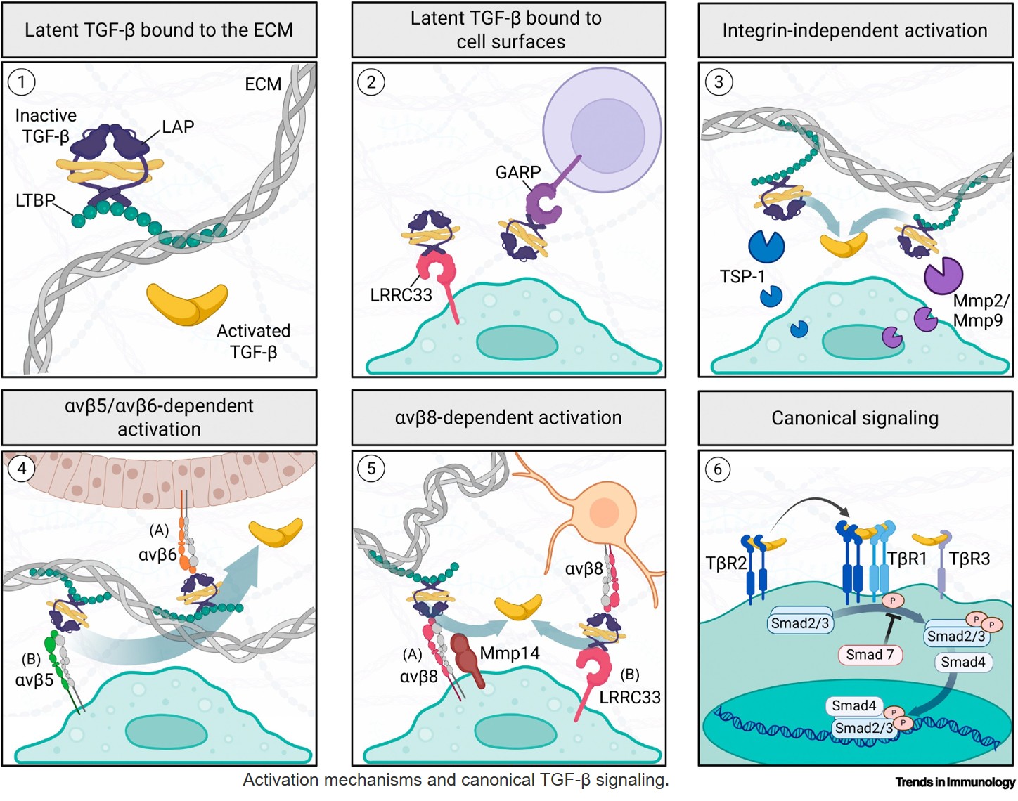TGF-β: A master regulator of tissue-resident macrophage identity and function
