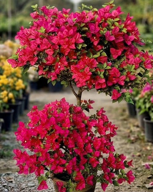 Imported Brezza Red Bougainvillea Plant