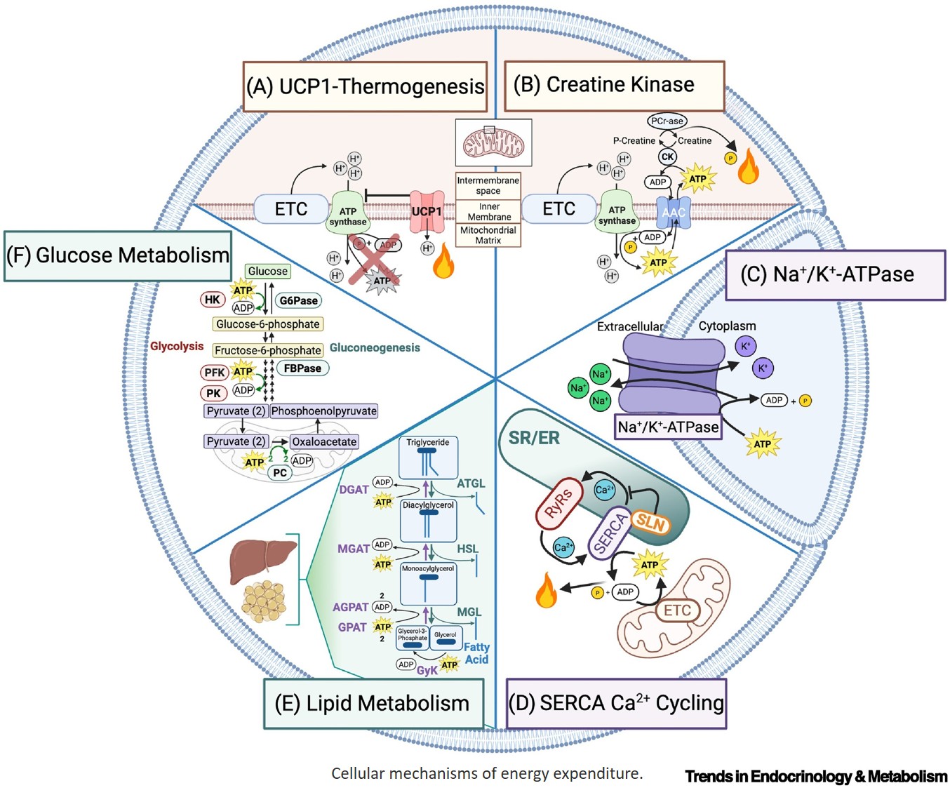 Improving incretin-mediated body weight loss via energy expenditure