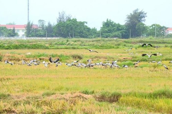 Cò nhạn quý hiếm xuất hiện dày đặc trên cánh đồng Quảng Trị - Báo Pháp Luật Việt Nam