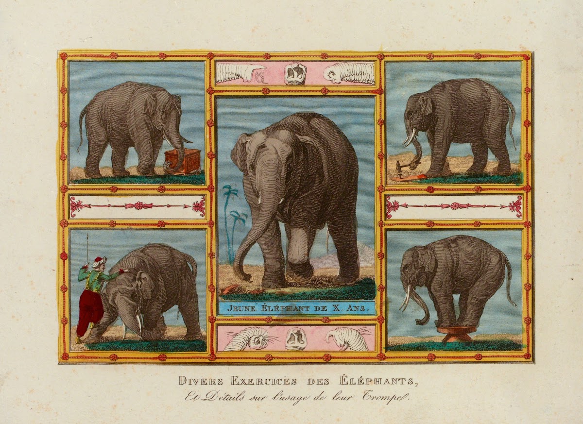 Divers Exercices des Eléphants