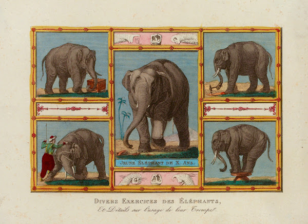 Divers Exercices des Eléphants