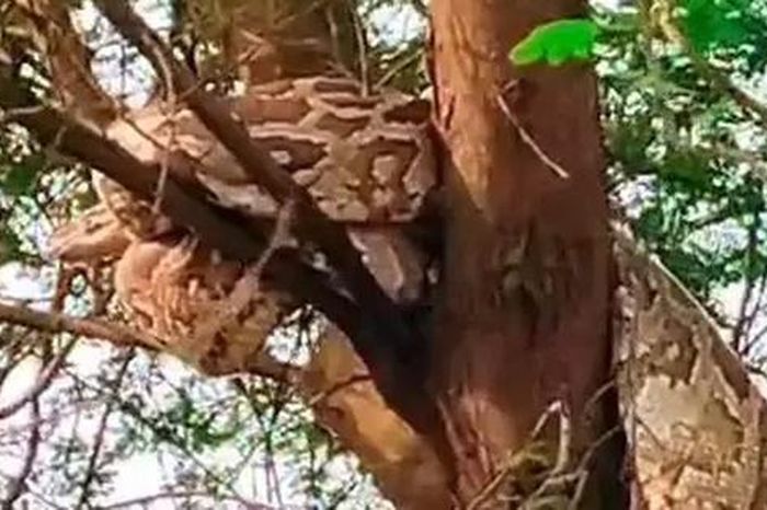 Đi canh ruộng, người dân bắt gặp cảnh tượng nổi da gà trên cây - Tạp chí Người Đưa Tin